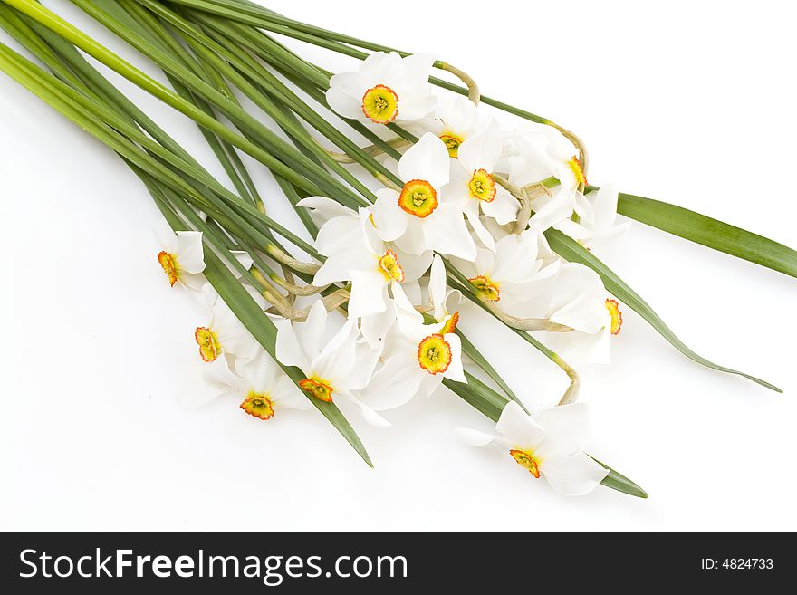 Closeup of delicate white narcissus flowers