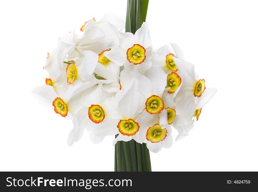 Bouquet of delicate white narcissus flowers