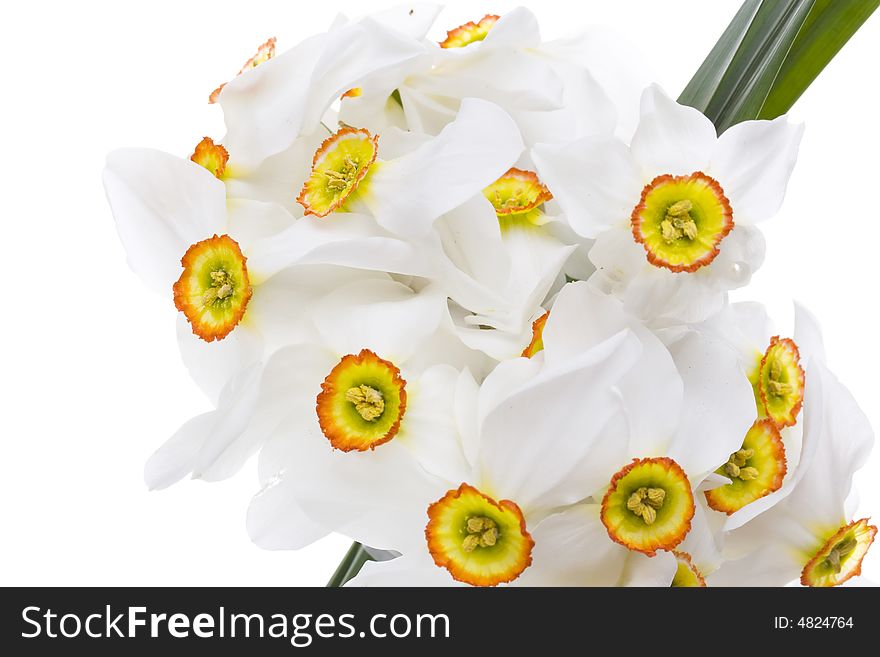 Bouquet of delicate white narcissus flowers