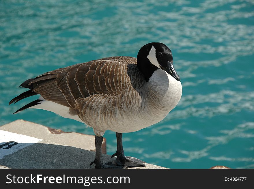 A breed of goose known as Canada Goose. The scientific name is Branta canadensis.