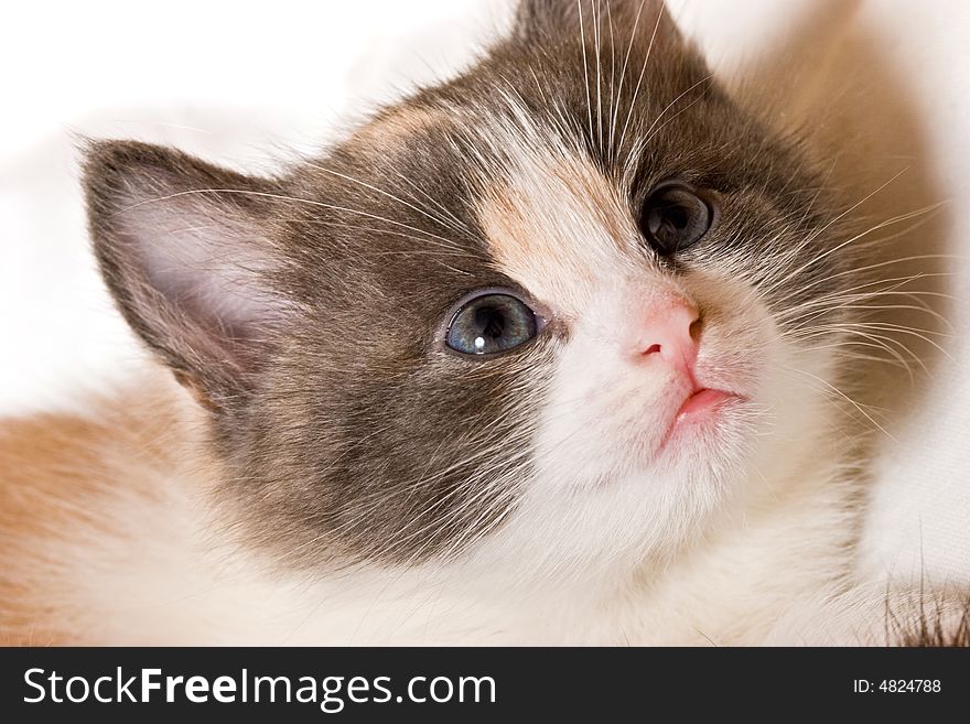 Animal series: black and white kitten portrait