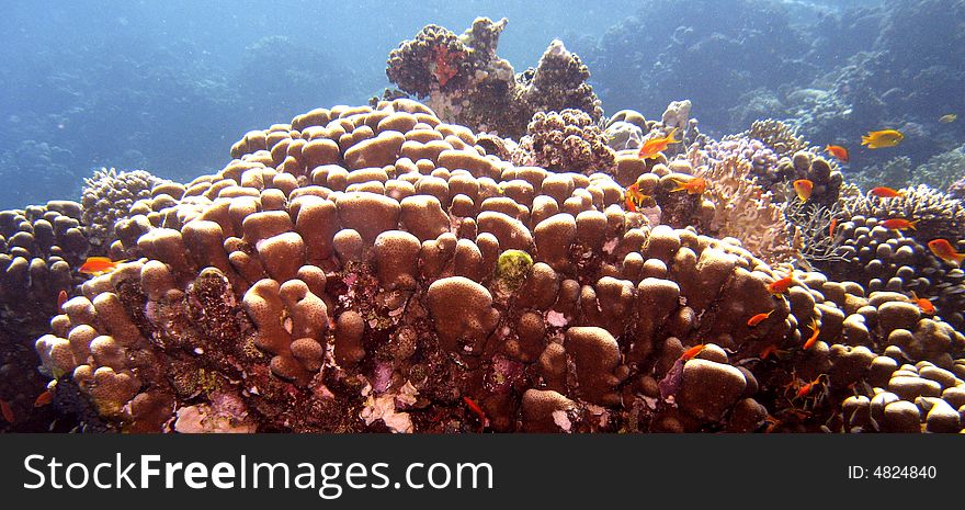Coral reef scene with fish, coral and blue water