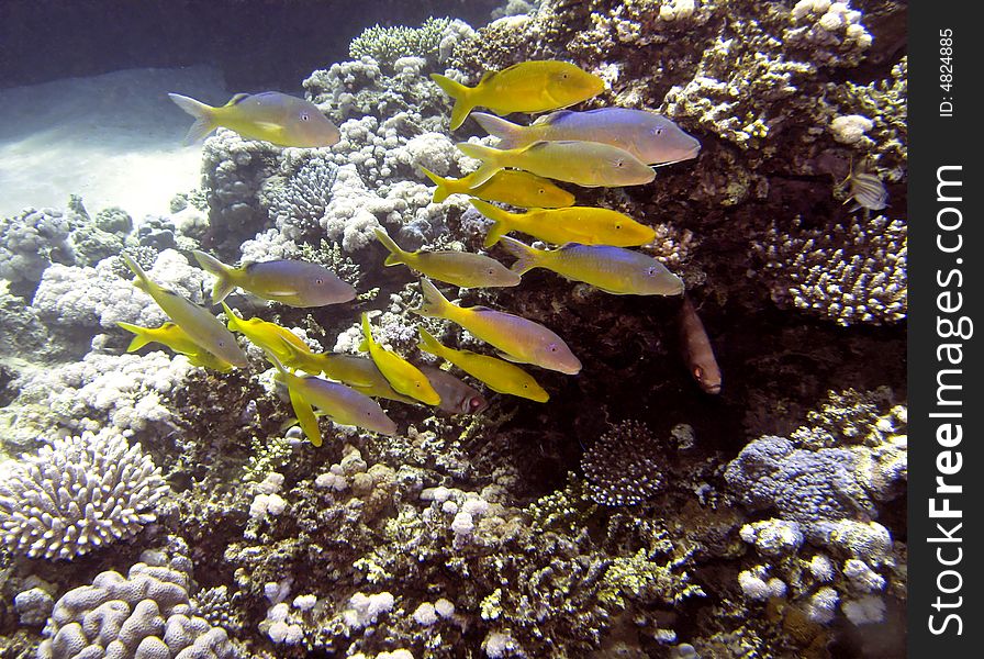 Coral reef scene with fish, coral and blue water