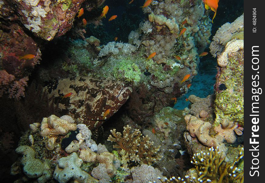Brown marbled grouper hiding under outcrop of rock