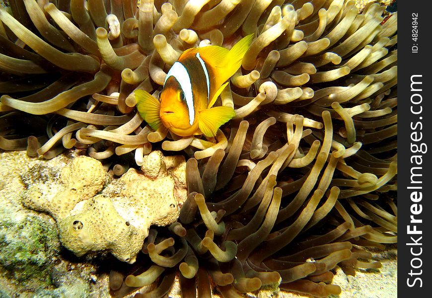 Clownfish (anenomefish) hiding in anenome. Clownfish (anenomefish) hiding in anenome