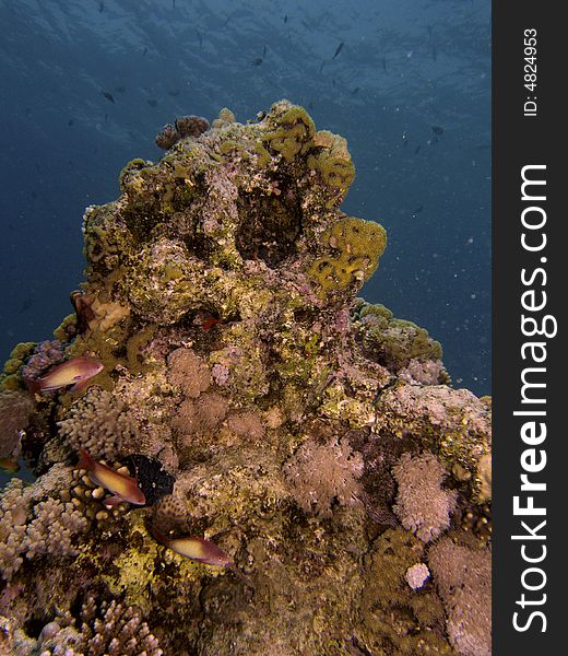 Coral reef scene with fish