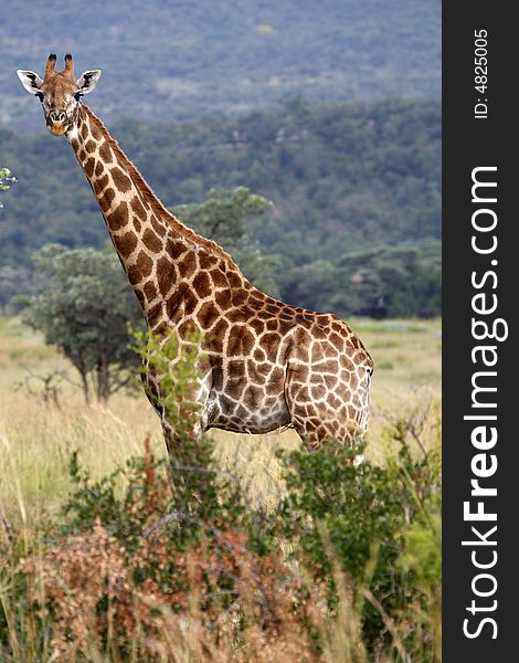 Giraffe giraffa camelopardalis on the plain of entabeni game reserve welgevonden waterberg limpopo province south africa