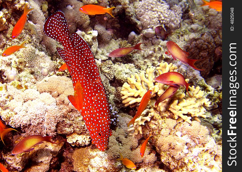 Coral grouper and other fish with coral