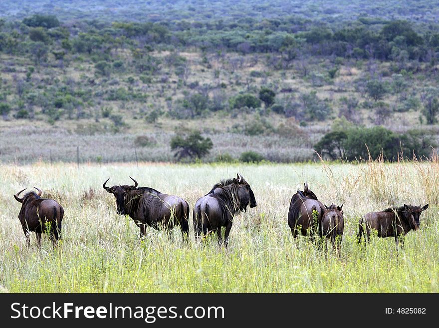 Blue wildebeest connochaetes taurinus on the plain of entabeni game reserve welgevonden waterberg limpopo province south africa