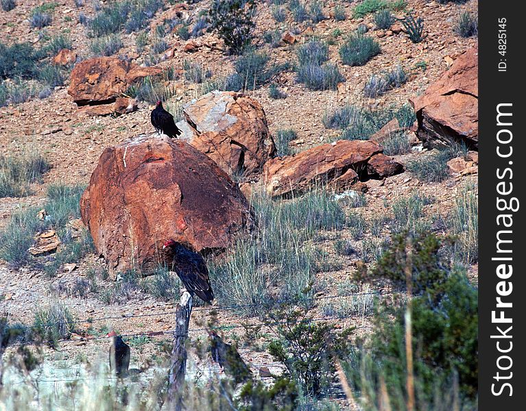 Vultures perched on the earth in a desolate desert landscape. Vultures perched on the earth in a desolate desert landscape