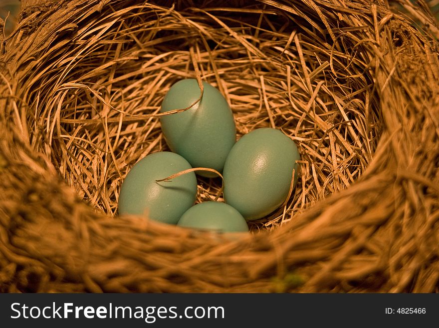 A nest full of bird eggs up in a tree. A nest full of bird eggs up in a tree.