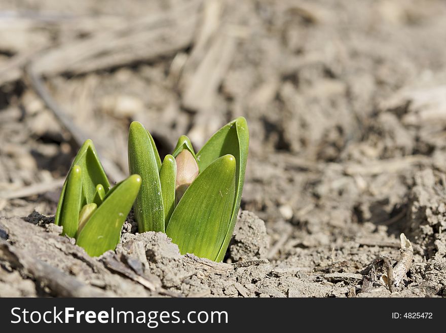 Hyacinth plants emerging from soil in spring