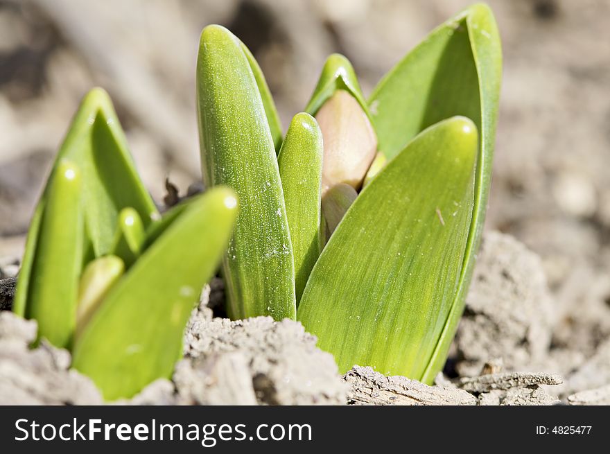 Hyacinth plants emerging from soil in spring