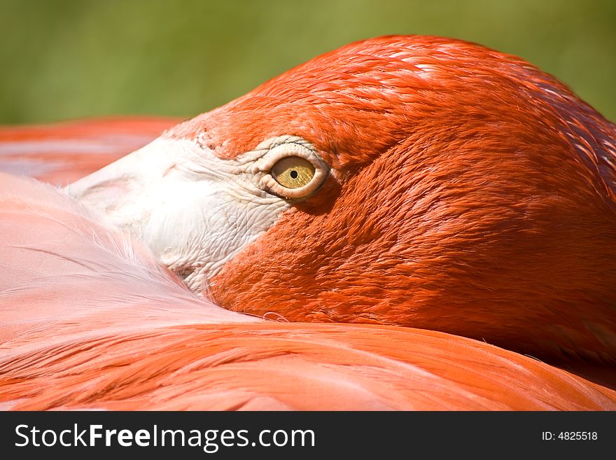 Closeup of a flamingo's eye and head with head turned toward back. Closeup of a flamingo's eye and head with head turned toward back.