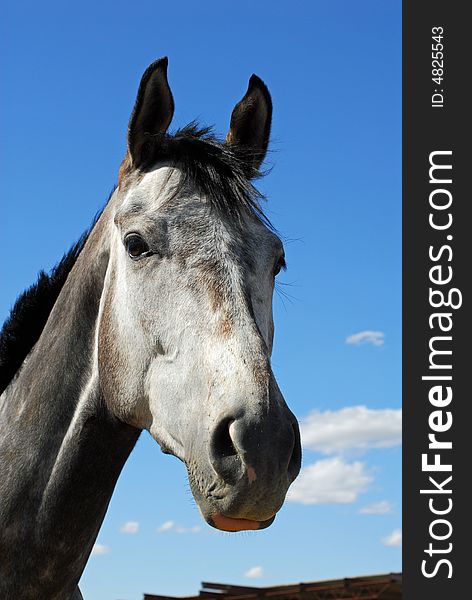 Head of grey thoroughbred horse against blue sky. Head of grey thoroughbred horse against blue sky.