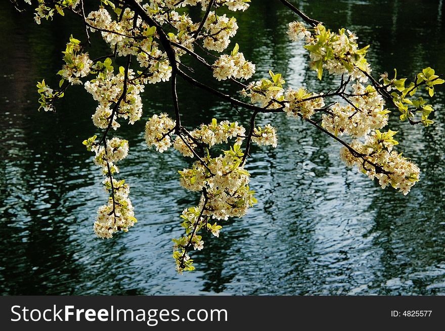 Blooming cherry flowers with running water  as background