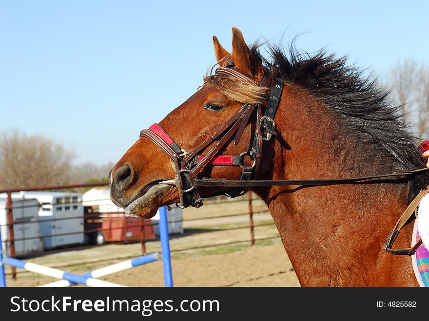 Pony with bridle and halter being ridden in outdoor arena. Pony with bridle and halter being ridden in outdoor arena.