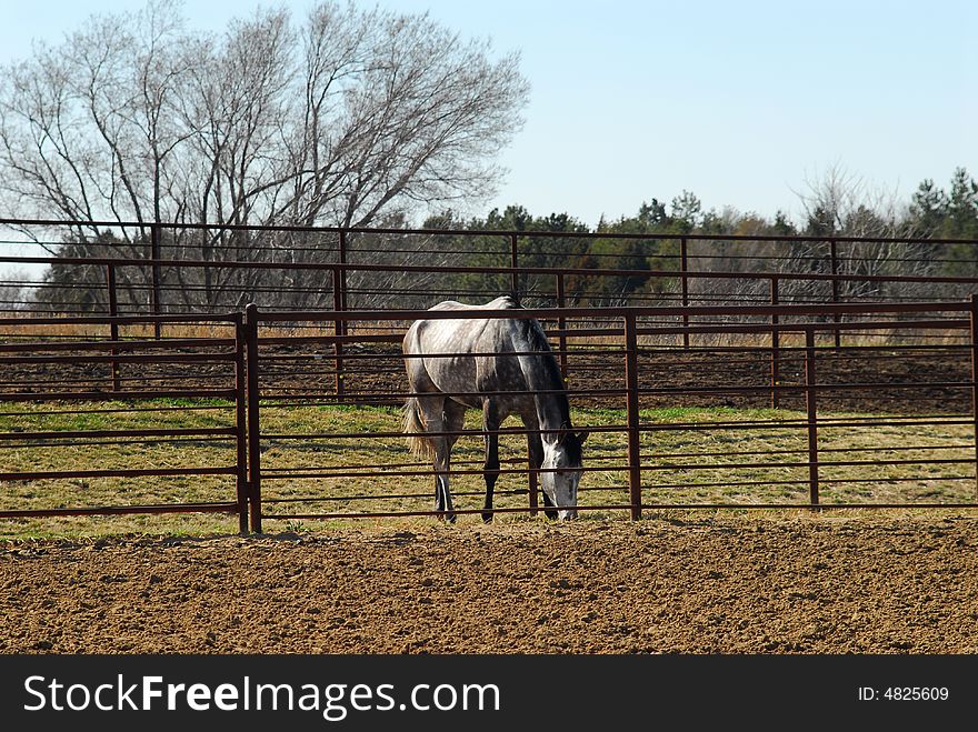 Dappled grey horse in paddock on an early Spring afternoon.