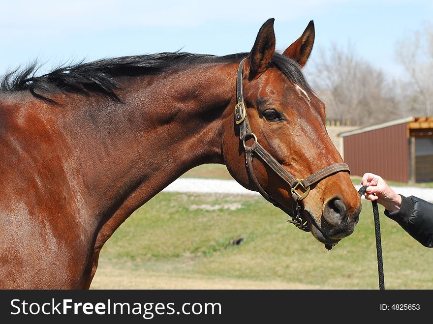 Hand holding line from beautiful bay horse outdoors wearing leather halter.