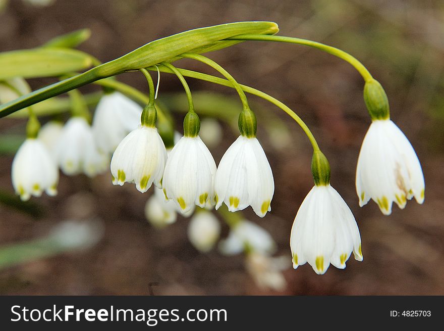 Snowdrops