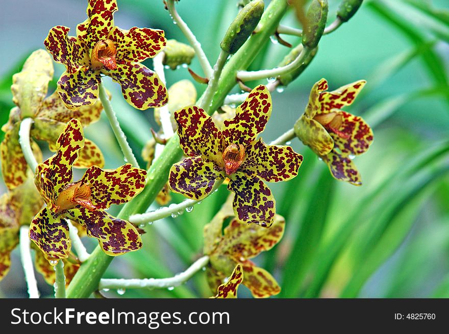 Malaysia ; Orchid in the middle of the tropical jungle. Malaysia ; Orchid in the middle of the tropical jungle