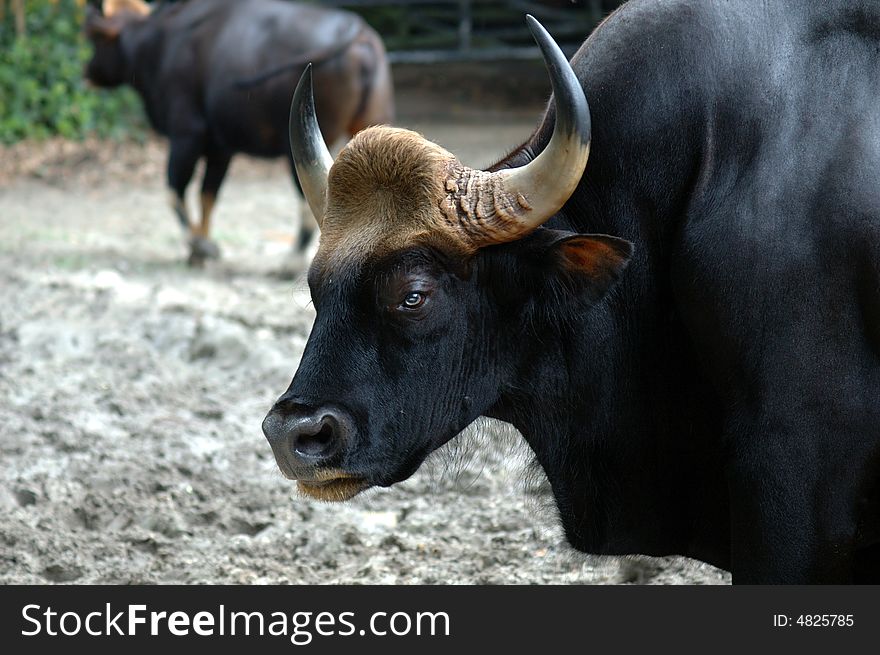 Malaysia, penang: Gaur; the most popular animal in asia; the rice fields work depend in a certain way of his contribution