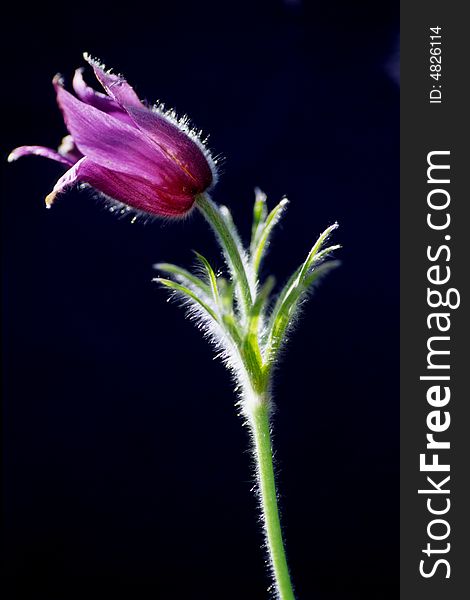 Close-up Of Pasqueflower