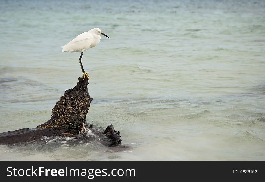 Snowy Egret Hunting For Fish I