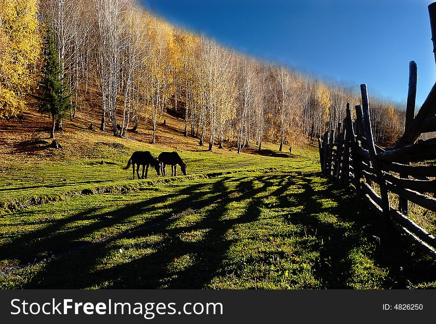 Countryside scenery with horse eating grass, wooden fence, shadow, blue sky and tress.