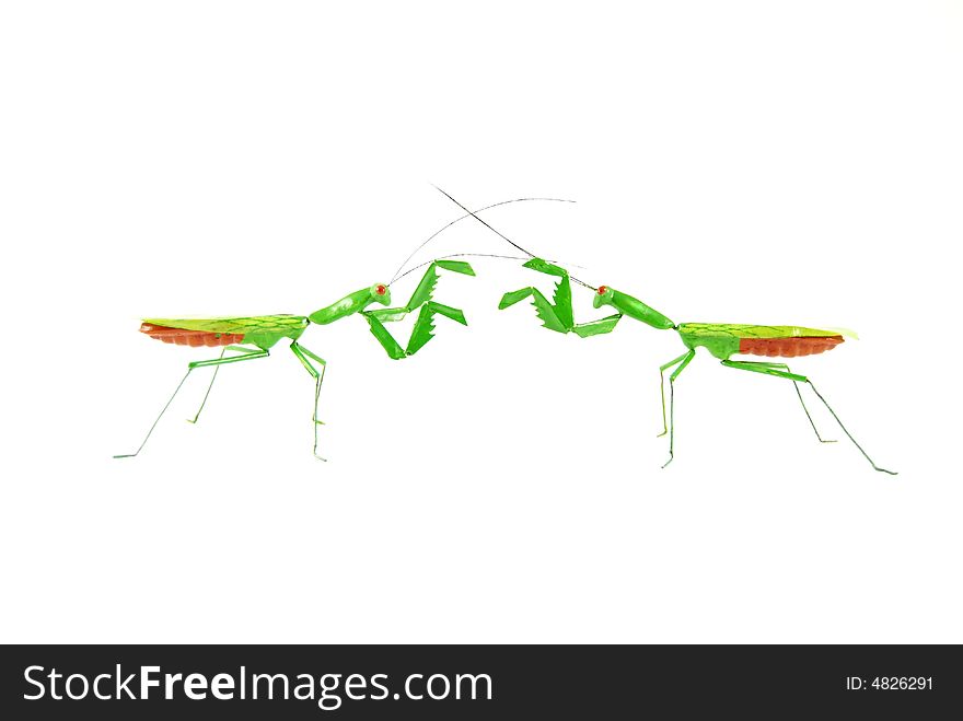 Two praying mantises come face to face. Two praying mantises come face to face