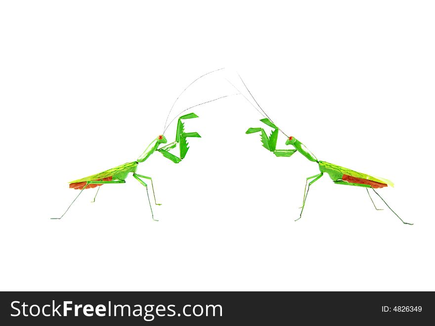 Praying mantis vs praying mantis 1f