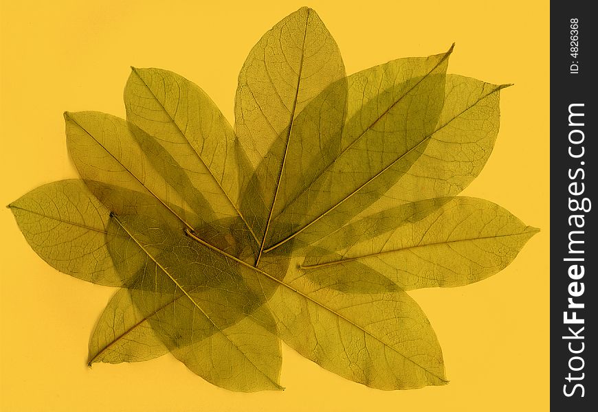 Abstract fossilized leaves composition on light yellow background. Abstract fossilized leaves composition on light yellow background