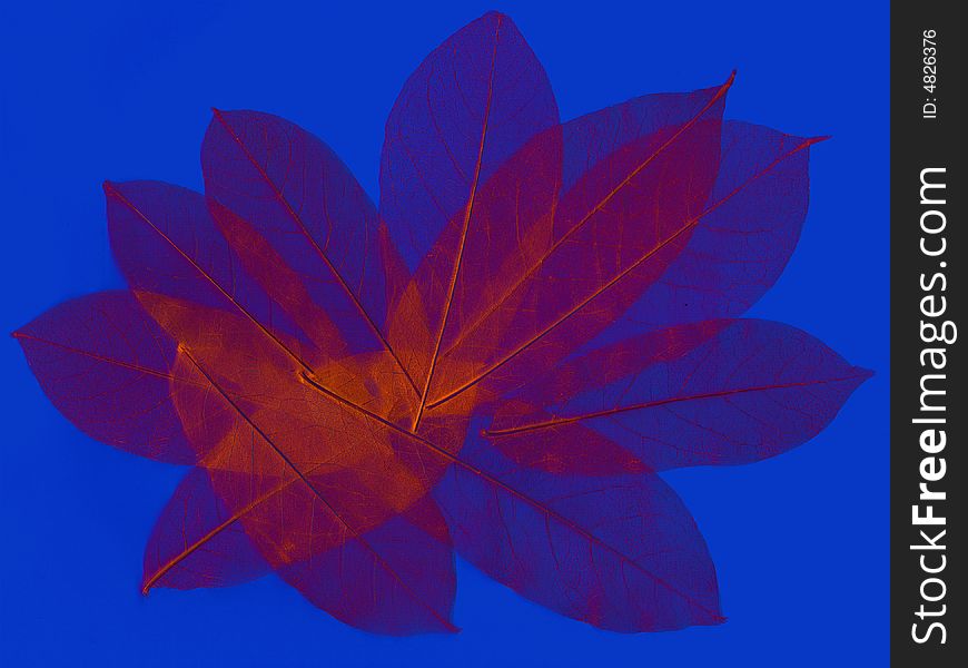Abstract Leaves 3