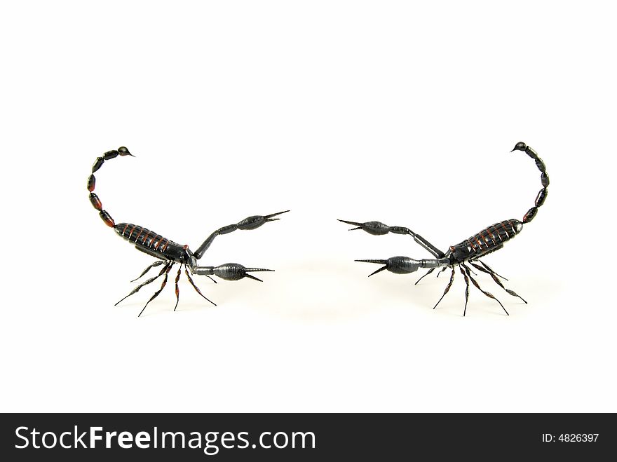 Two scorpions come face to face. Two scorpions come face to face