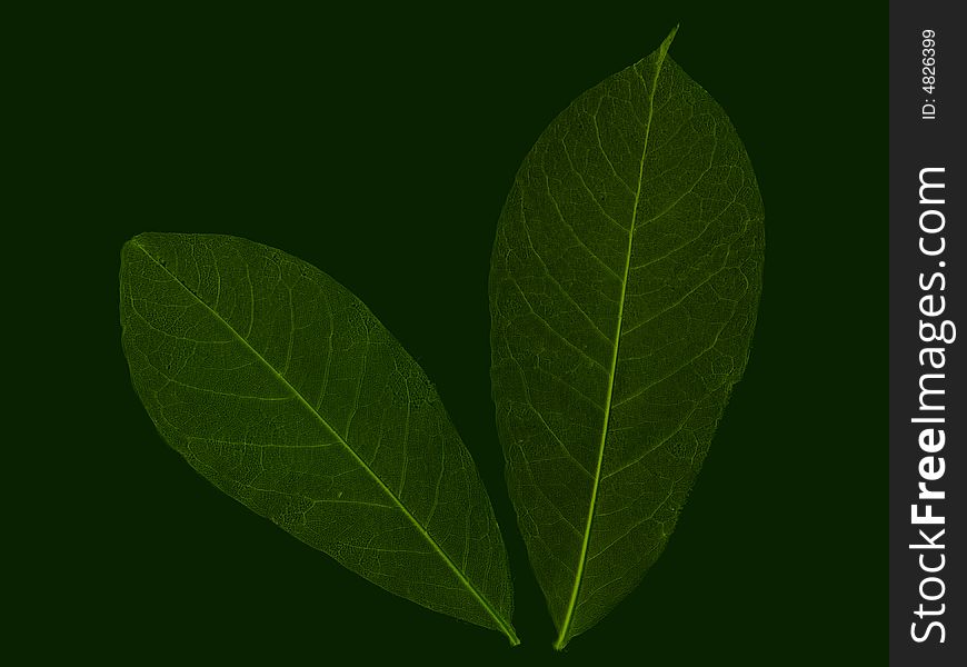 Abstract Leaves 6
