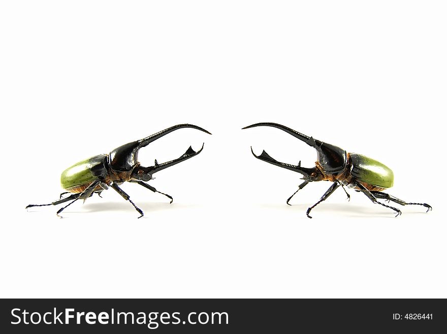 Neptune Beetle Vs Neptune Beetle