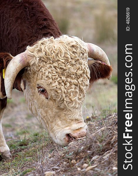 A high country Hereford bull grazing. A high country Hereford bull grazing.