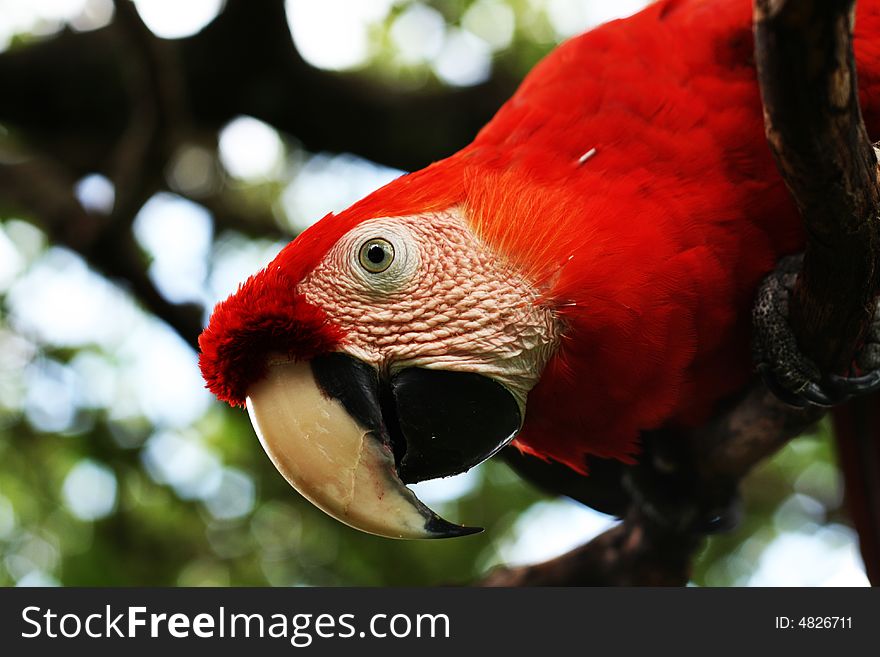 A Curious Macaw staring at camera