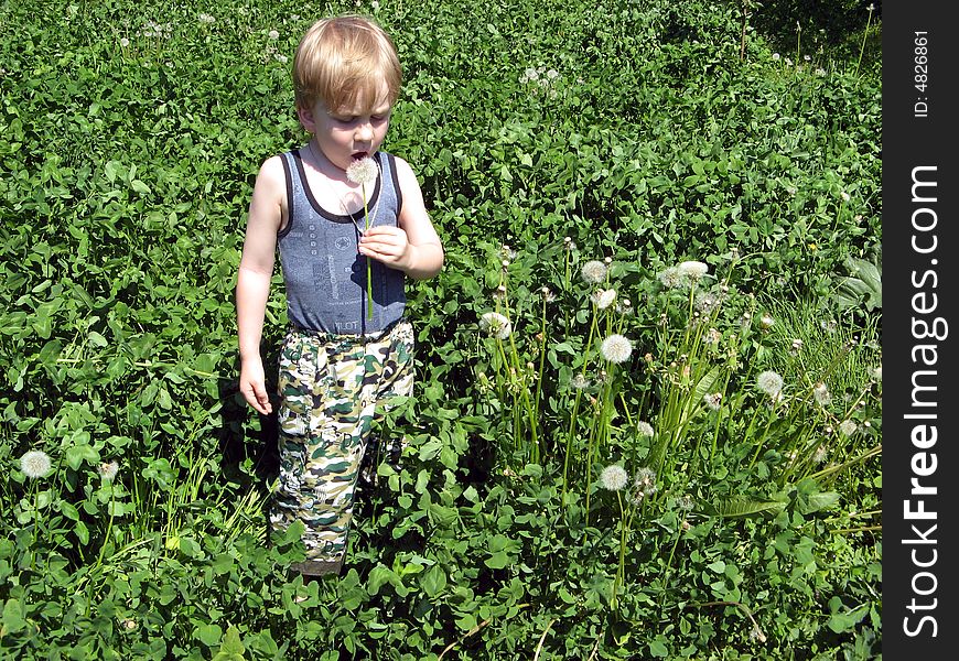 Boy is at clover (Trifolium) field and blowing on a blowball (Taraxacum). Boy is at clover (Trifolium) field and blowing on a blowball (Taraxacum)