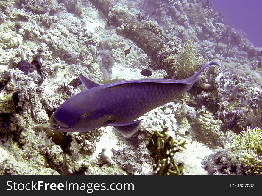 Bicolour Parrtofish