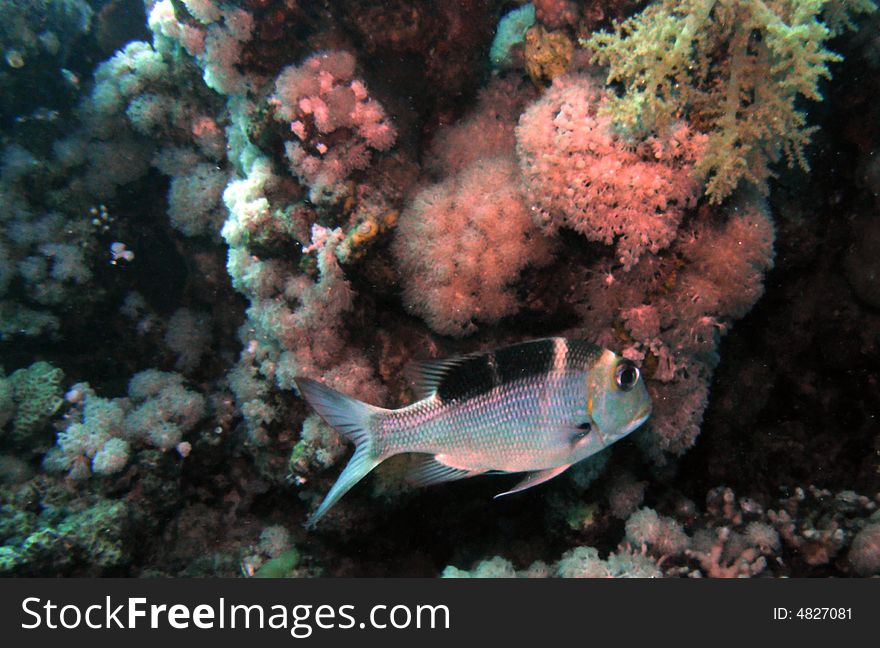 Bigeye emperor fish in front of coral