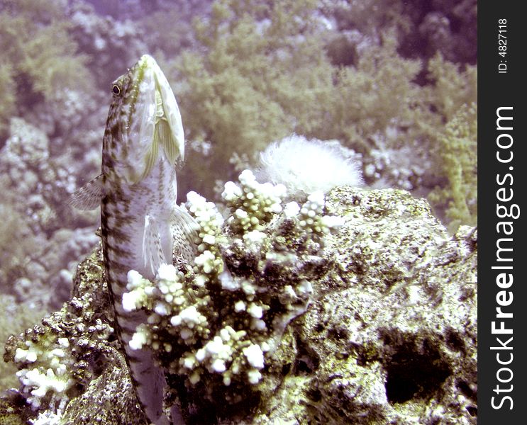 Clearfin lizardfish resting on coral