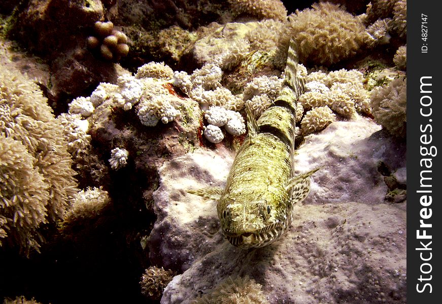 Clearfin lizardfish resting on coral