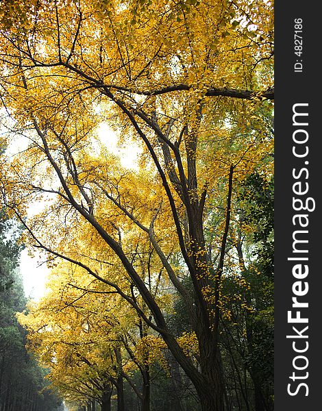 Tree with bright yellow autumn leaves