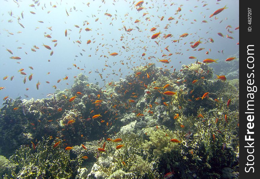 Cloud Of Antheases Over Coral