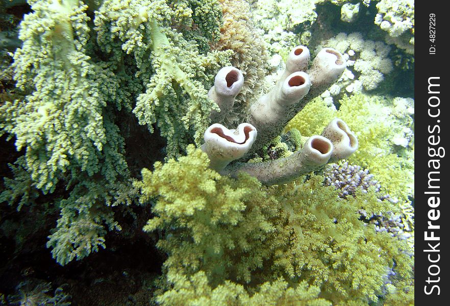 Colonial tube sponge with soft corals