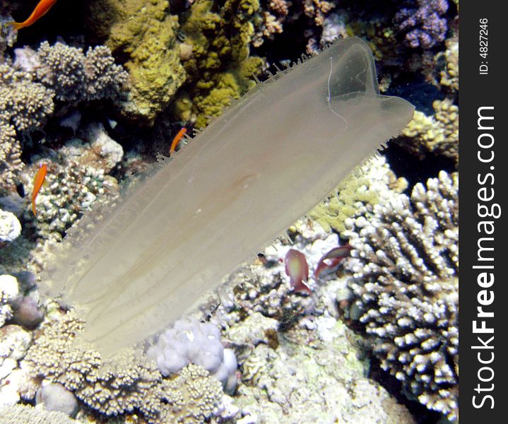 Comb jelly near sea bed showing corals