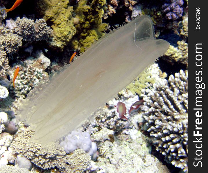 Comb jelly