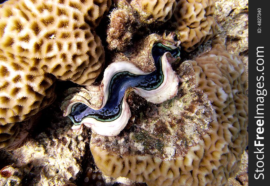 Common giant clam and corals showing blue centre