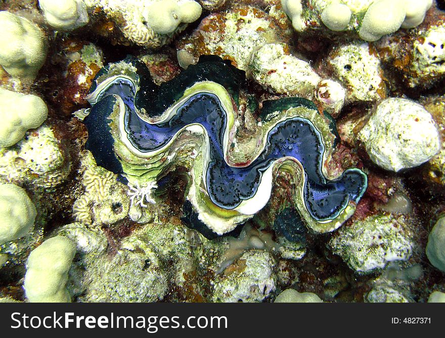 Common giant clam and corals showing blue centre